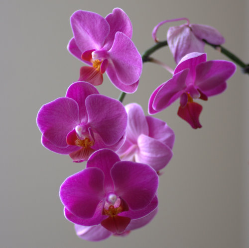 Orchideje